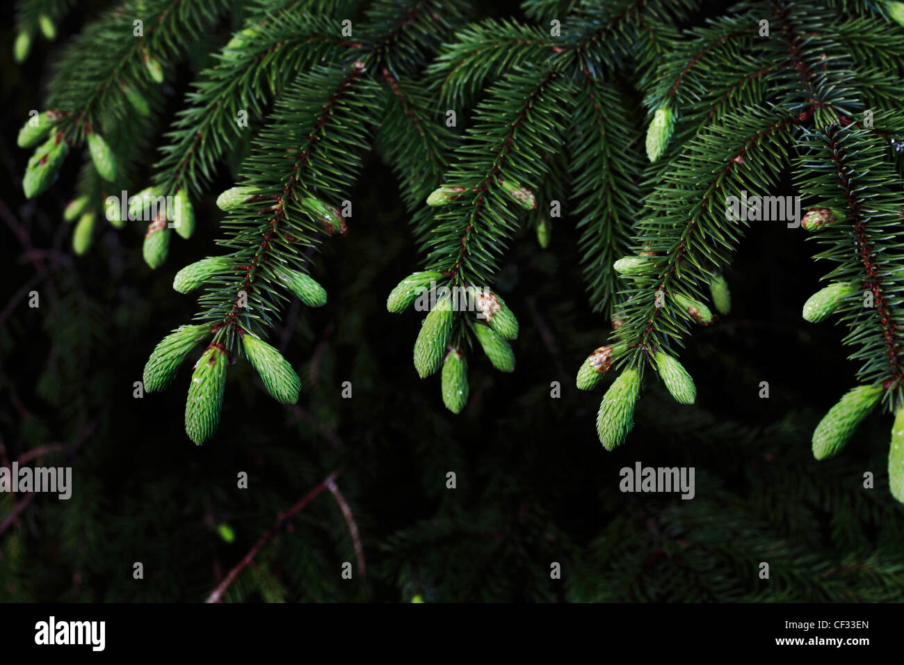 Close-up du feuillage des cônes d'un Epicéa de Sitka (Picea sitchensis). Banque D'Images