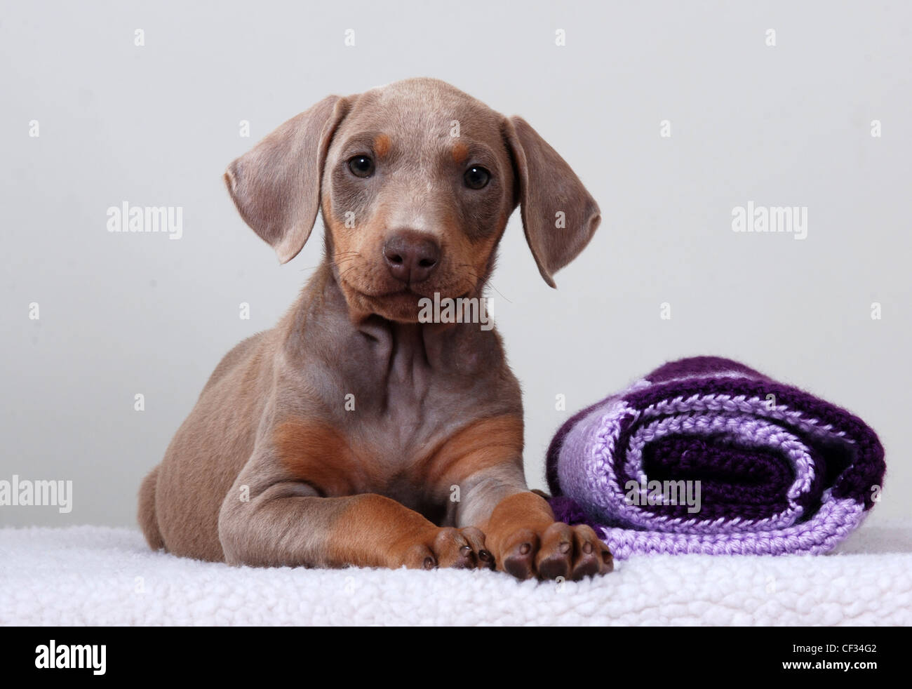 Dobermann chiot, fond blanc Banque D'Images