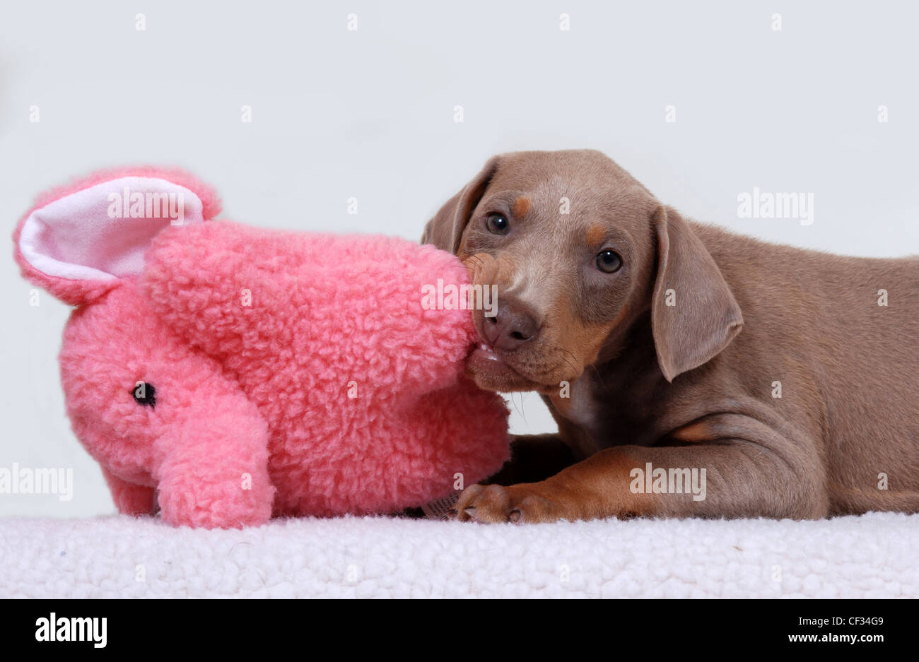 Dobermann chiot mâchant sur un jouet en peluche Banque D'Images