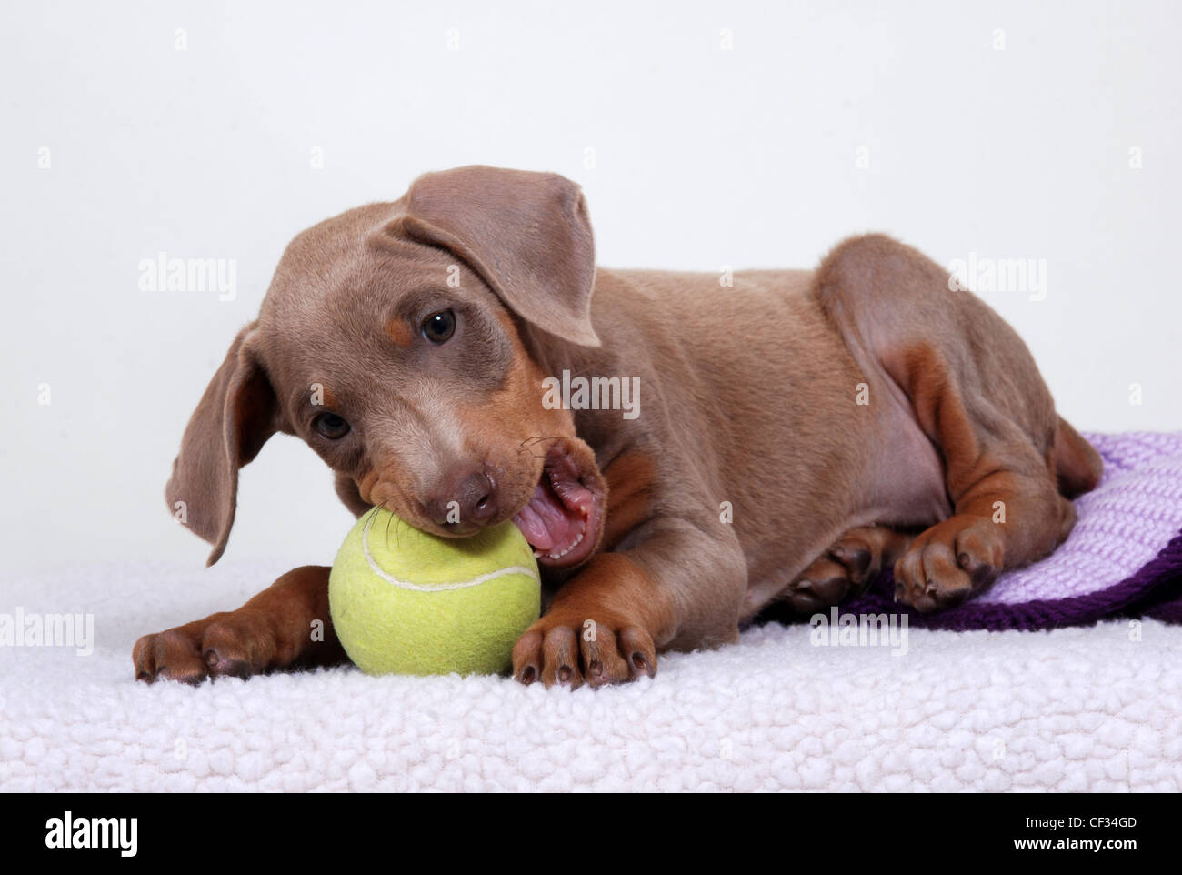 Dobermann chiot jouant avec une balle de tennis. Banque D'Images