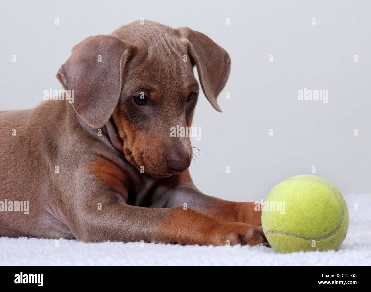 Dobermann chiot à regarder une balle de tennis. Banque D'Images