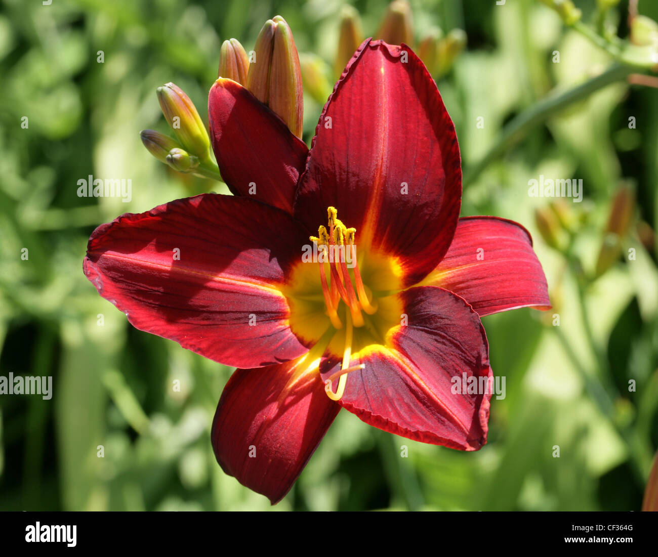 Hémérocalle 'Stafford' (Hemerocallis fulva), Hemerocallidaceae, Caucase, Chine, Japon, Russie Banque D'Images