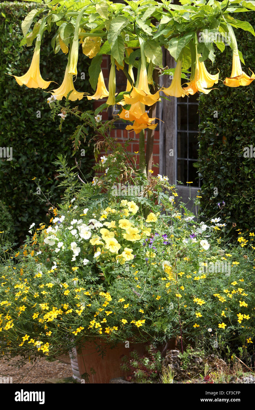 Pots d'été été belle Créer des conteneurs, ce qui porte la couleur à votre jardin deux grands conteneurs une trompette ange orange Banque D'Images