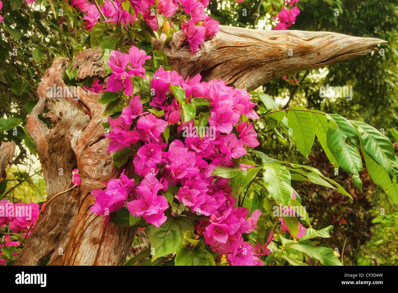 Magnifiques fleurs roses dans le soleil du matin Banque D'Images