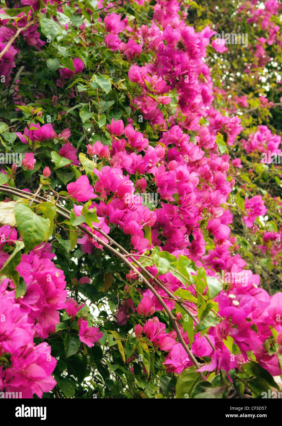 Magnifiques fleurs roses dans le soleil du matin Banque D'Images