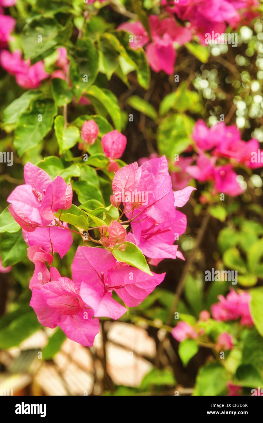 Magnifiques fleurs roses dans le soleil du matin Banque D'Images