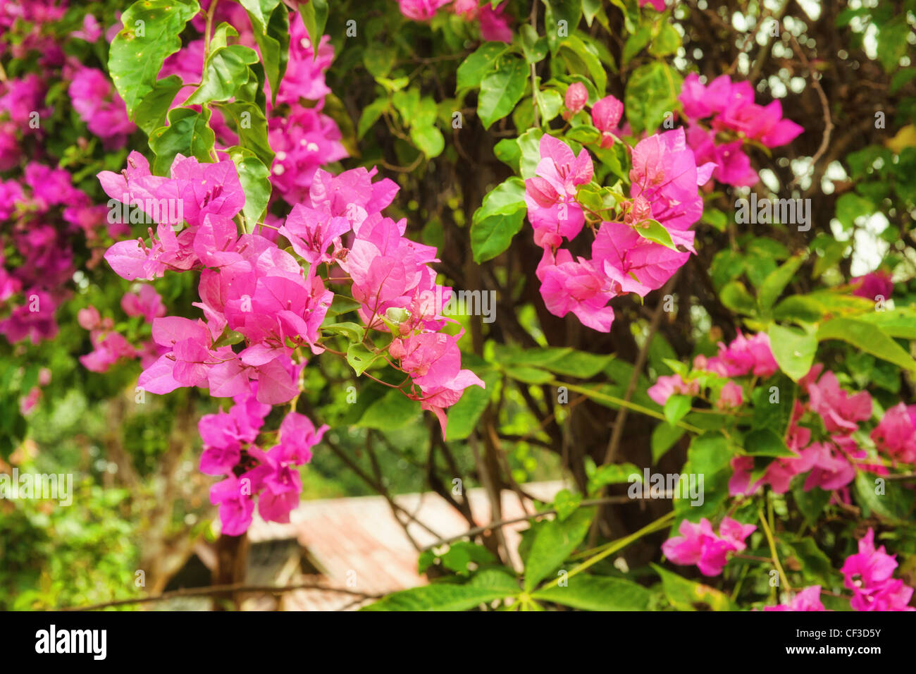 Magnifiques fleurs roses dans le soleil du matin Banque D'Images