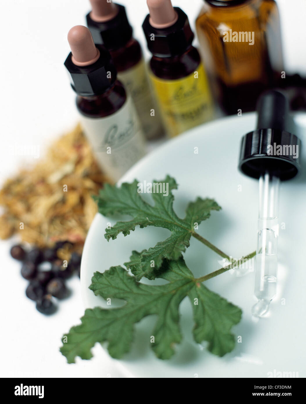 Teintures homéopathiques dans des flacons en verre brun avec des herbes fraîches et séchées, y compris les baies, junpier et feuilles de fenouil Banque D'Images