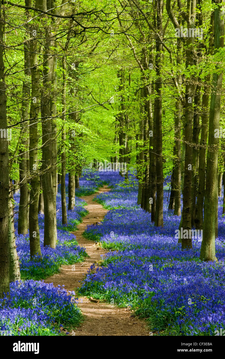 Un chemin qui mène au soleil si bluebells dans Dockey en bois. Banque D'Images