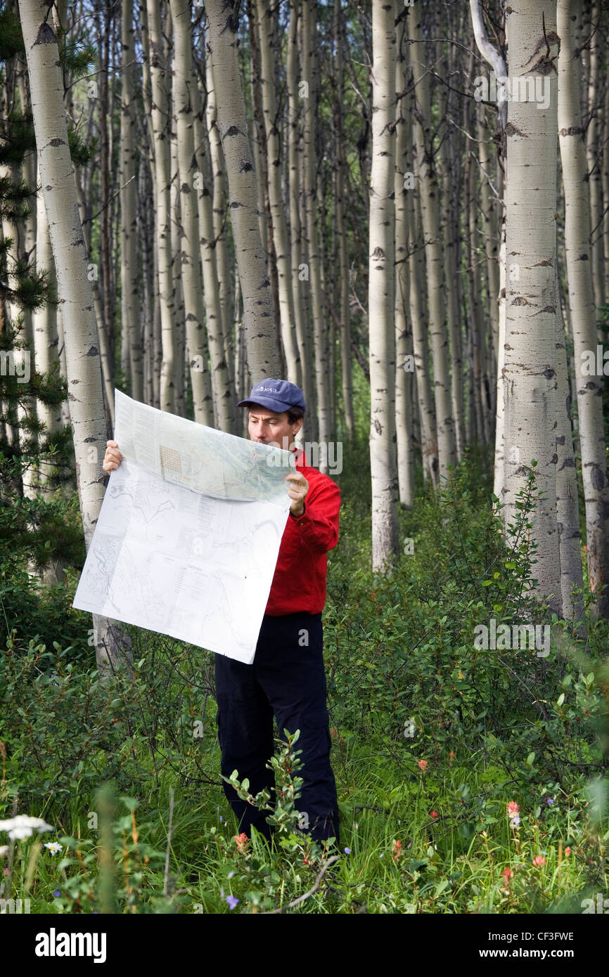Middle aged male hiker looking at map in Aspen Woods. Banque D'Images