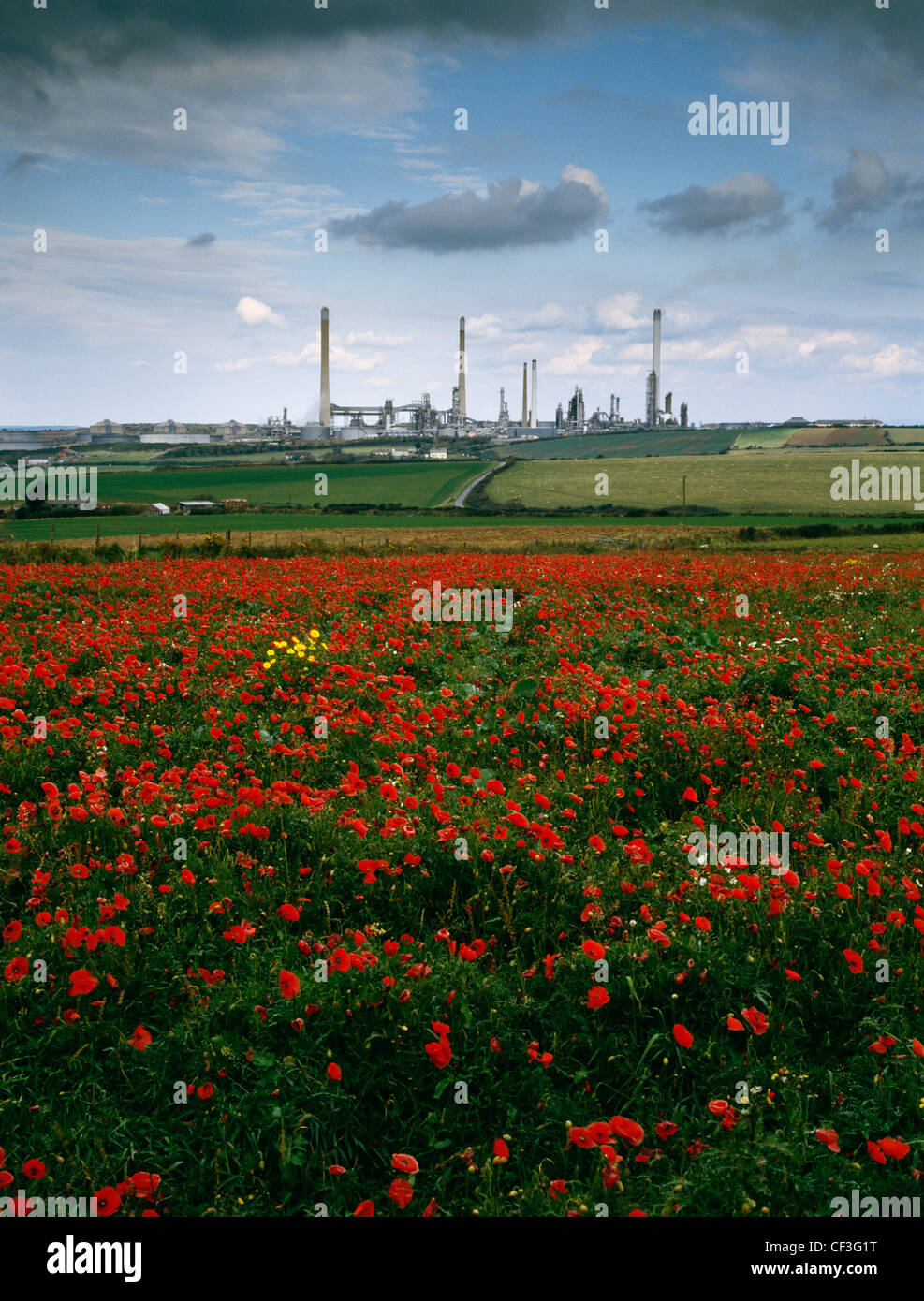 Le Chevron Corporation (anciennement Texaco) Raffinerie de pétrole à Rhoscrowther vu sur un champ de maïs à fleurs coquelicots. Banque D'Images