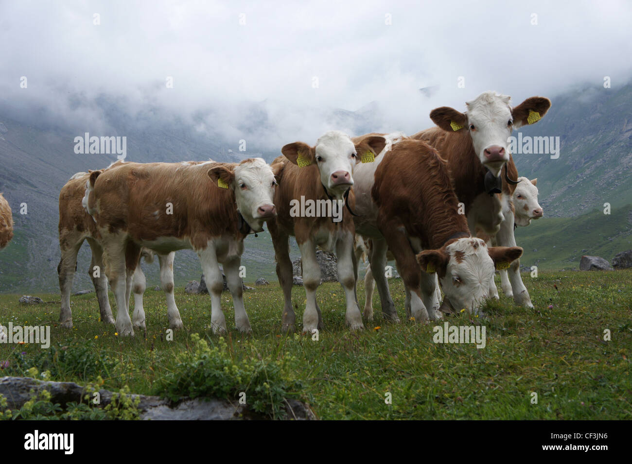 Le pâturage du bétail sur les pâturages alpins, l'Engstligenalp, Alpes Bernoises, Suisse Banque D'Images