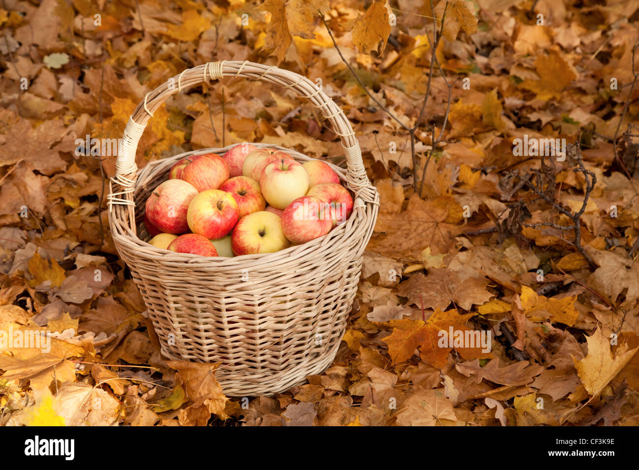 Panier de pommes se tenir sur la masse de feuilles d'érable Banque D'Images