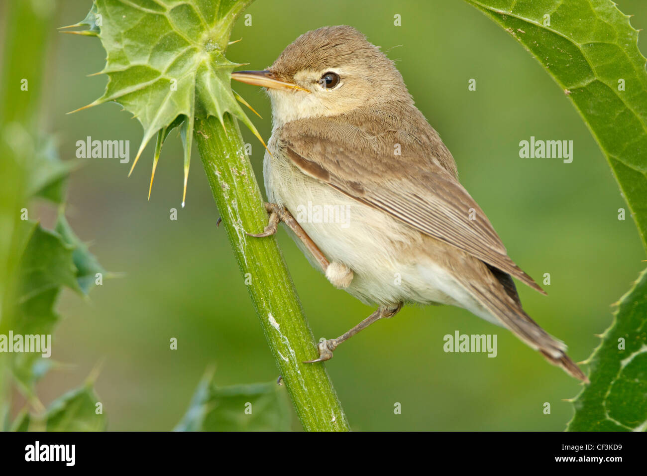 Hippolais pallida Olivaceous Warbler, Banque D'Images