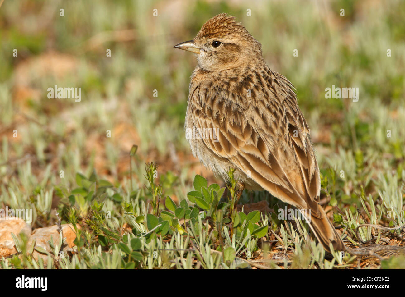 Plus de circaète Jean-le-Lark Calandrella brachydactyla Banque D'Images