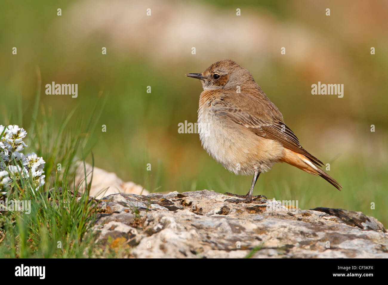 Traquet à tête rouge, Oenanthe xanthoprymna Banque D'Images