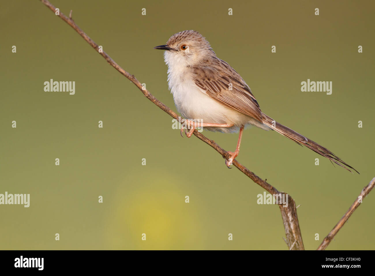 Prinia gracilis, paruline gracieux Banque D'Images