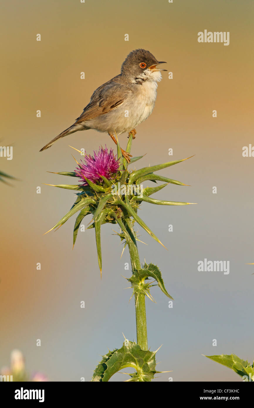 Menetries's Warbler Paruline des Menetries, Sylvia mystacea Banque D'Images