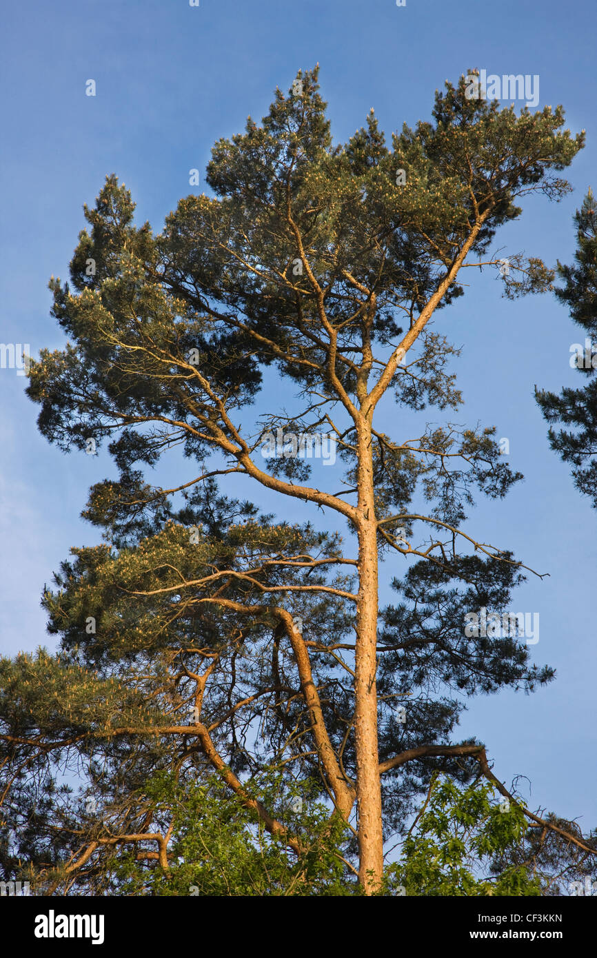 Haut de l'arbre de pin sylvestre (Pinus sylvestris), Belgique Banque D'Images