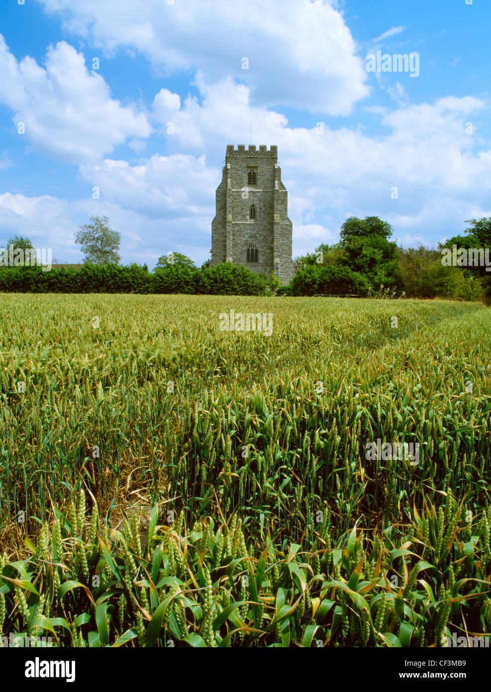 Un champ de blé et St Nicholas' 15e siècle église sur Beacon Hill où le leader danois Cnut (Canut) campé avant la bataille Banque D'Images