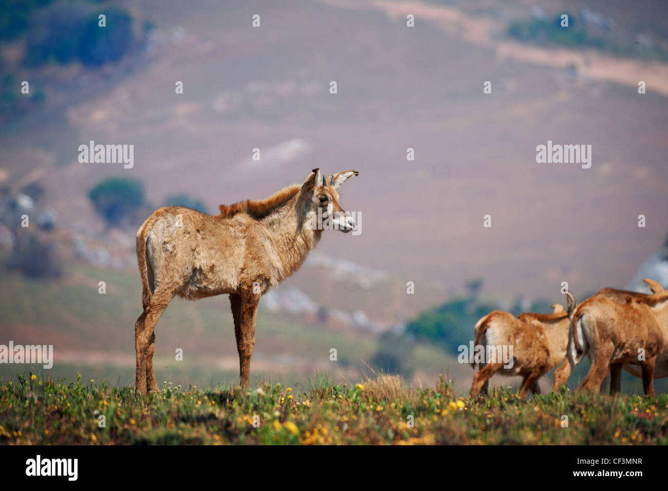 L'antilope rouanne Hippotragus equinus, Nyika-Plateau, Malawi, Afrique, Banque D'Images