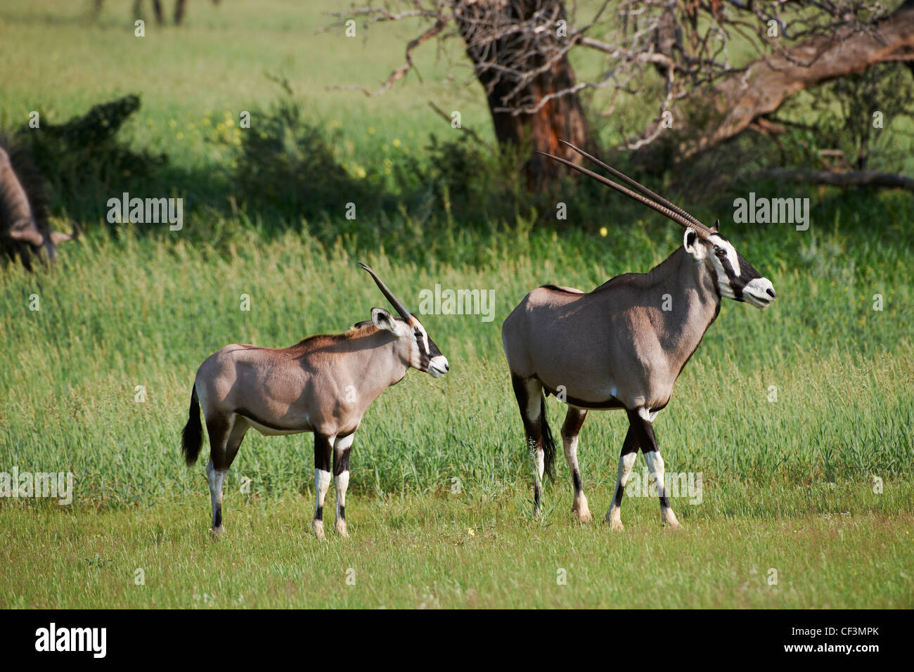 Parc transfrontalier de Kgalagadi, Botswana, Afrique du Sud, l'Afrique Banque D'Images