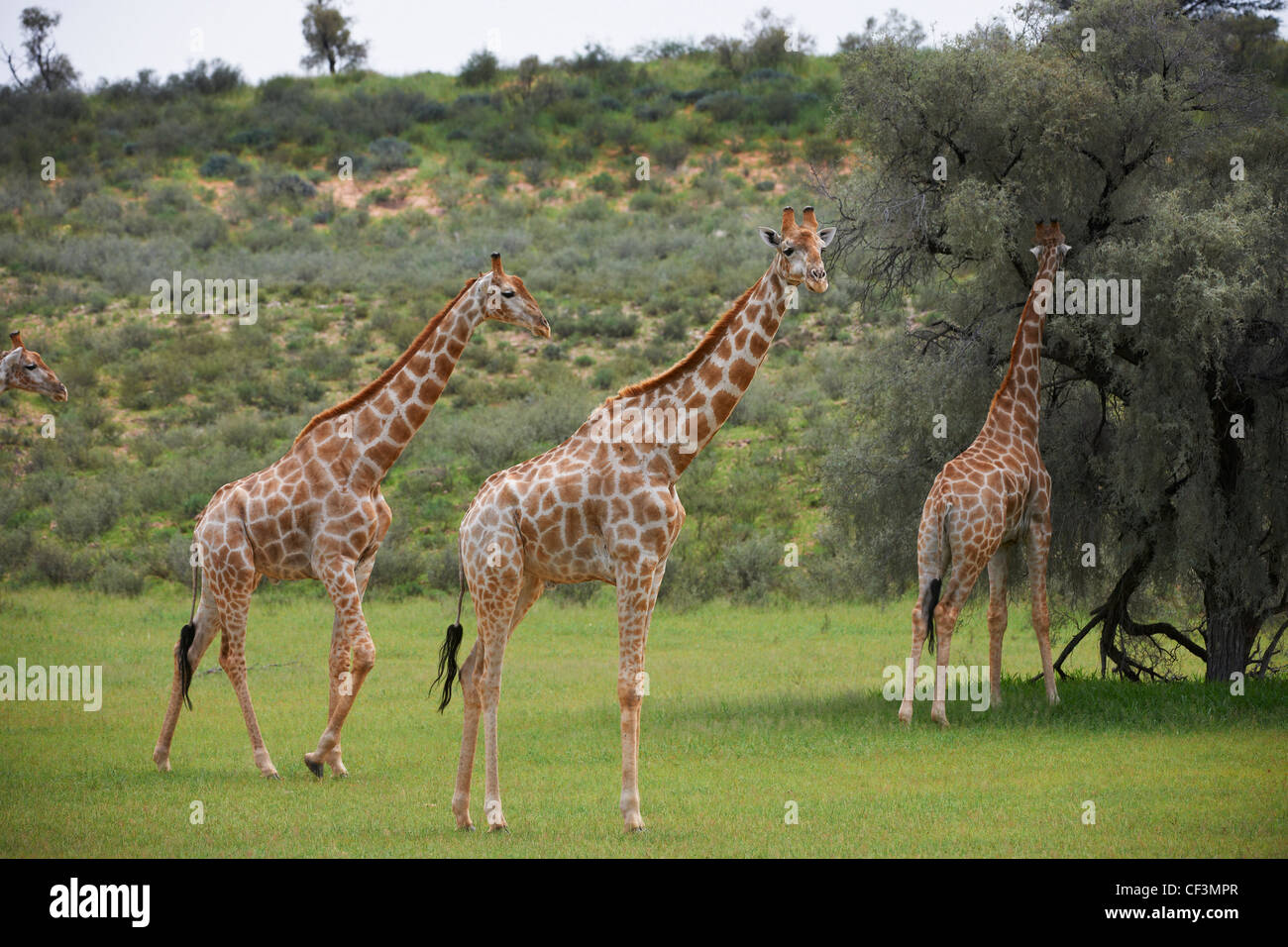 Les girafes, Giraffa camelopardalis, Kgalagadi Transfrontier Park, Botswana, Afrique du Sud, l'Afrique Banque D'Images