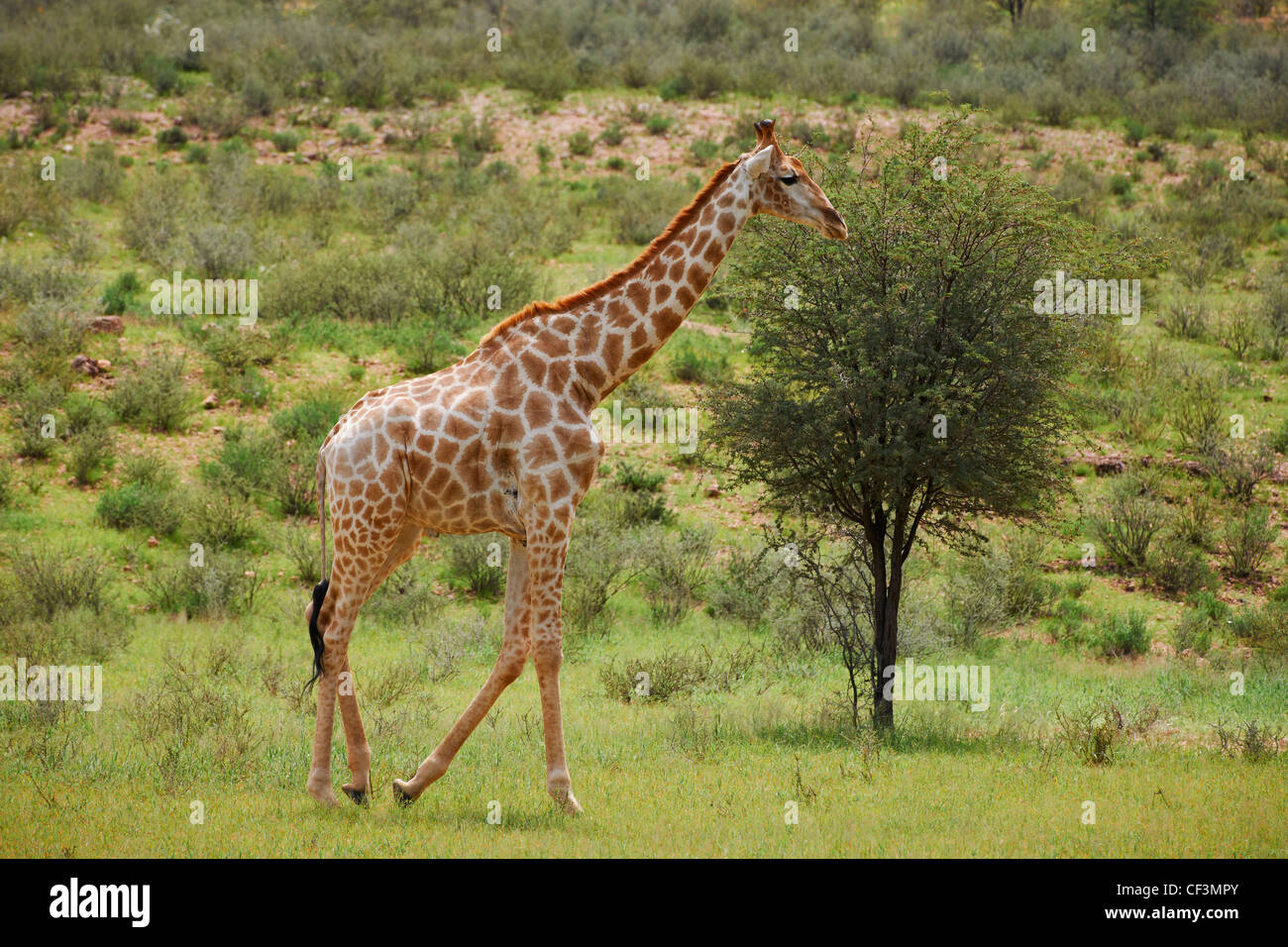 Girafe, Giraffa camelopardalis, Kgalagadi Transfrontier Park, Botswana, Afrique du Sud, l'Afrique Banque D'Images