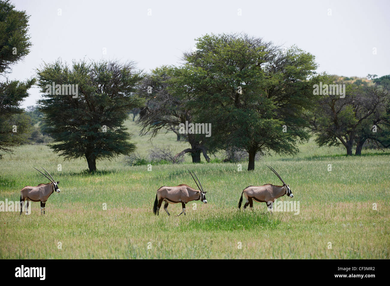 L'Oryx, Oryx gazella, Kgalagadi Transfrontier Park, Botswana, Afrique du Sud, l'Afrique Banque D'Images
