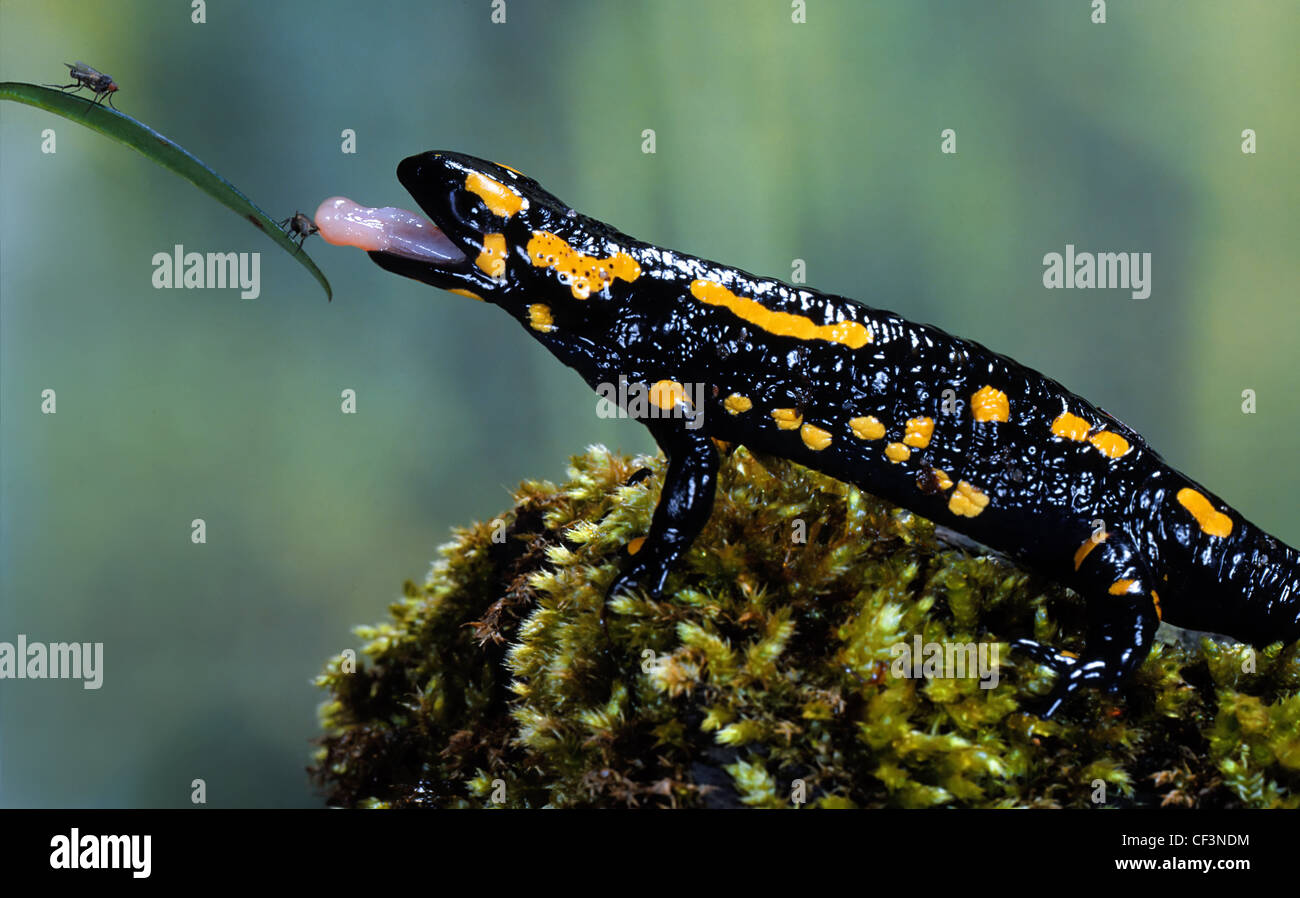 Salamandra salamandra salamandre terrestre, Banque D'Images