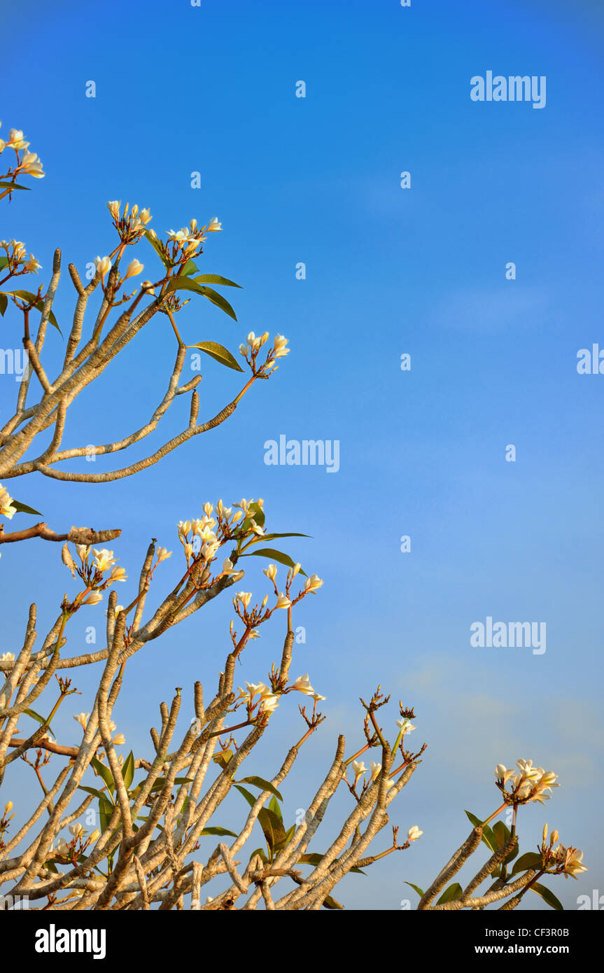 Frangipanier (Plumeria) contre un ciel bleu en Thaïlande Banque D'Images