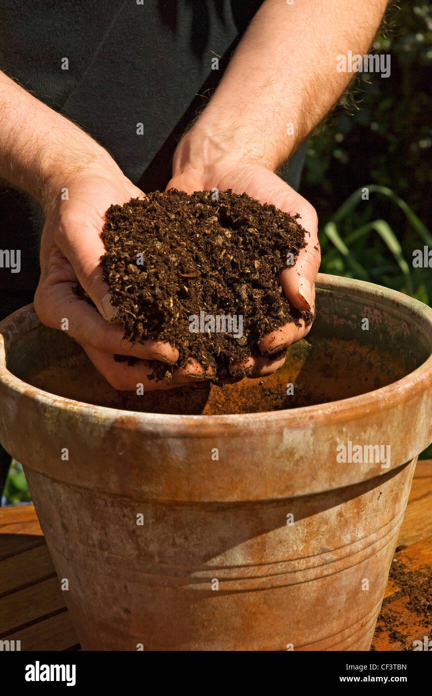 Mettre le compost dans un pot en argile. Banque D'Images