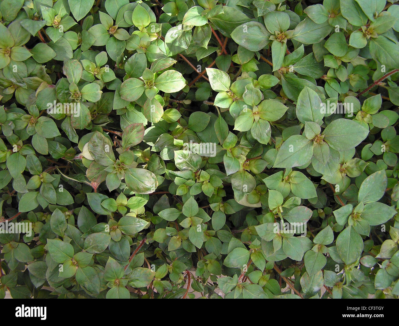 Lysimachia congestiflora Banque D'Images