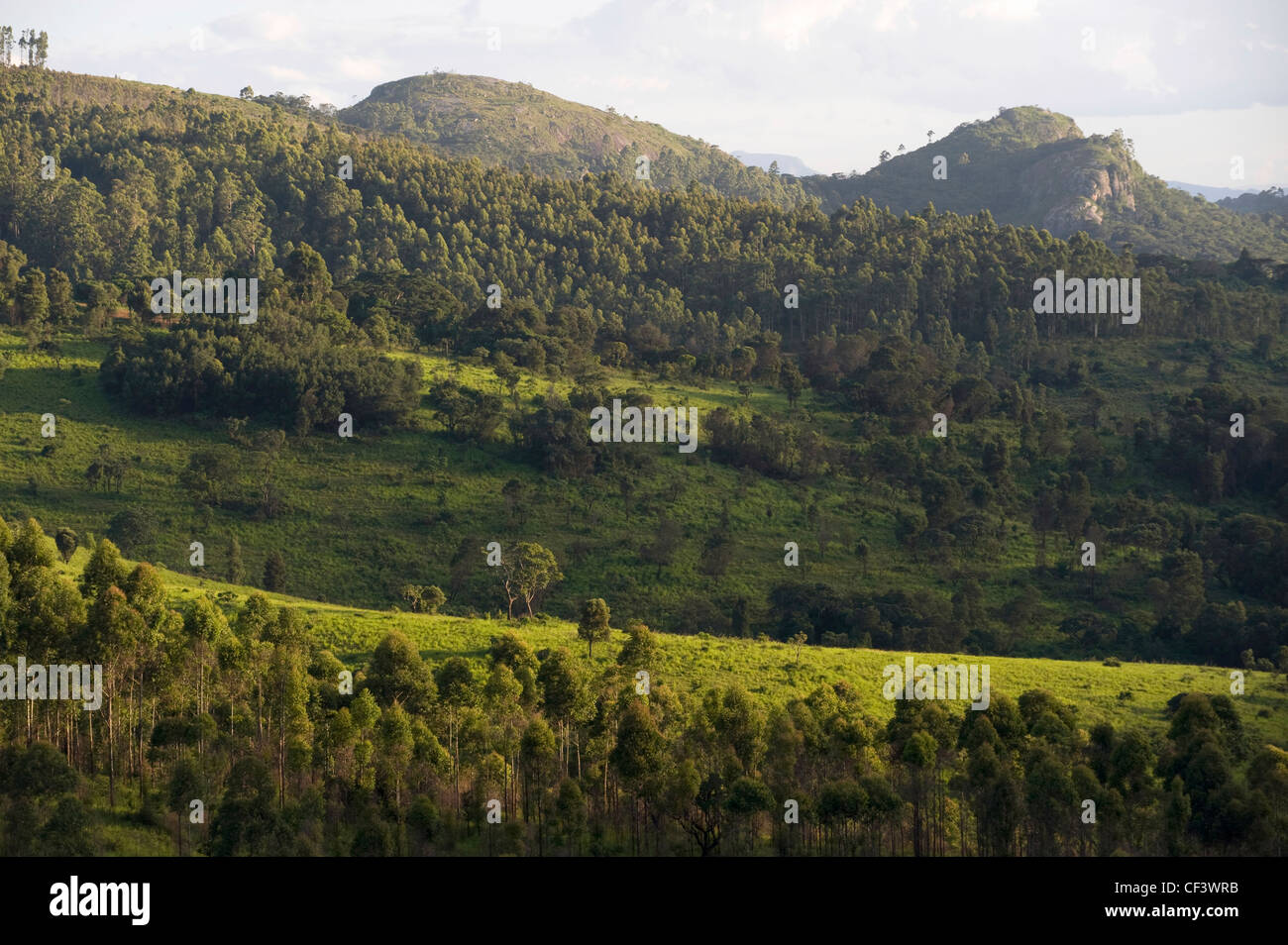 Les vertes collines de la montagnes Bvumba dans le Eastern Highlands du Zimbabwe. Banque D'Images