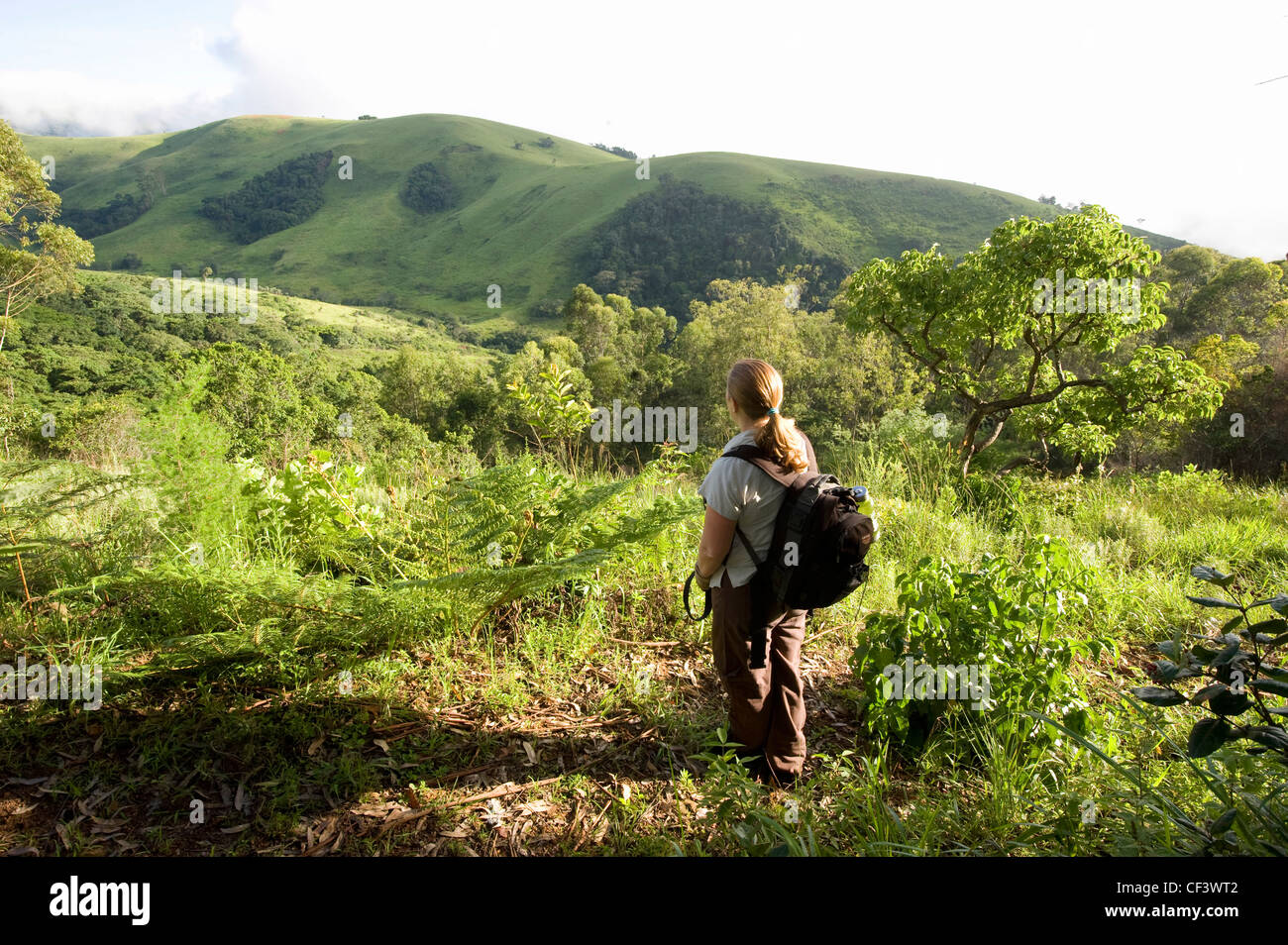 Les vertes collines de la montagnes Bvumba dans le Eastern Highlands du Zimbabwe. Banque D'Images