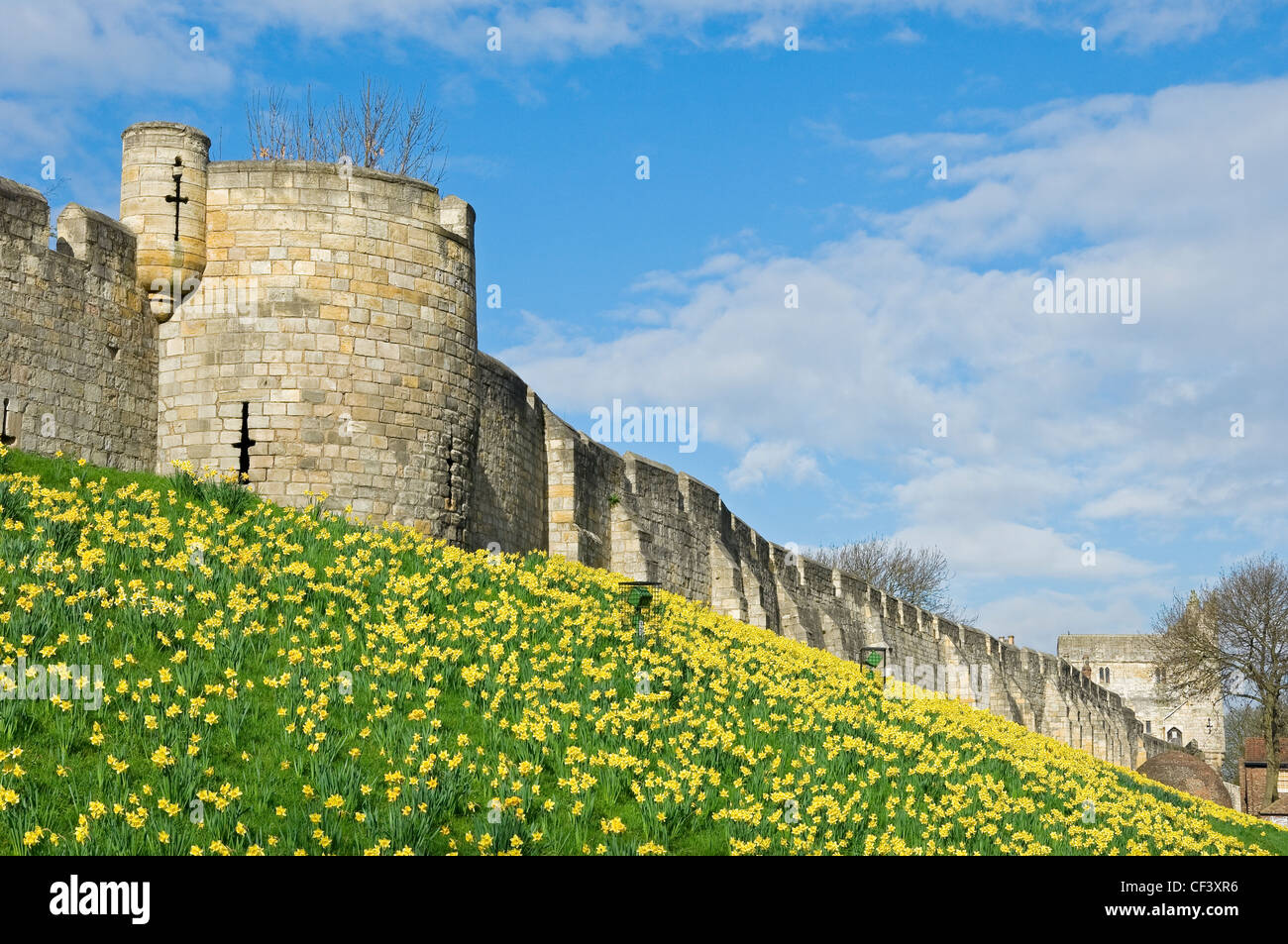 Les jonquilles en fleurs par les murs de la ville à Jewbury, le site d'origine du quartier juif de New York. Banque D'Images