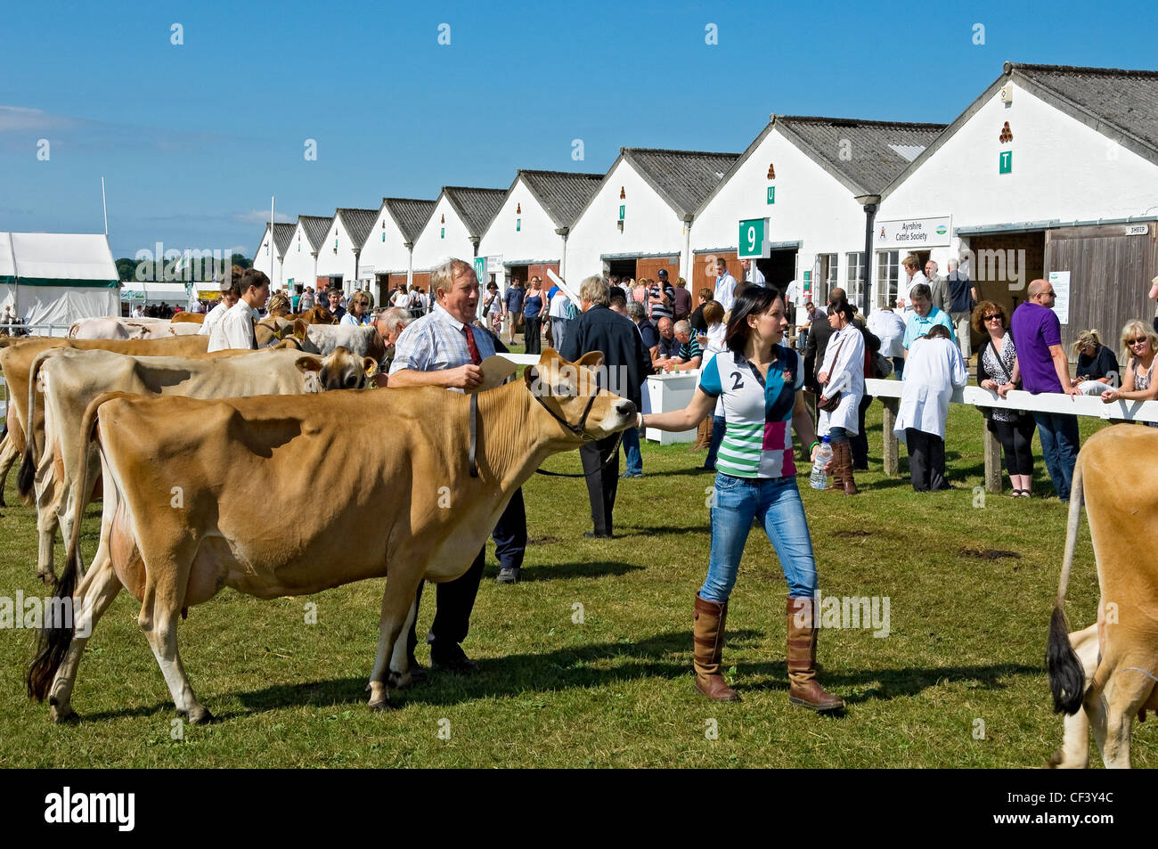 Vaches de Jersey au Great Yorkshire Show. Banque D'Images