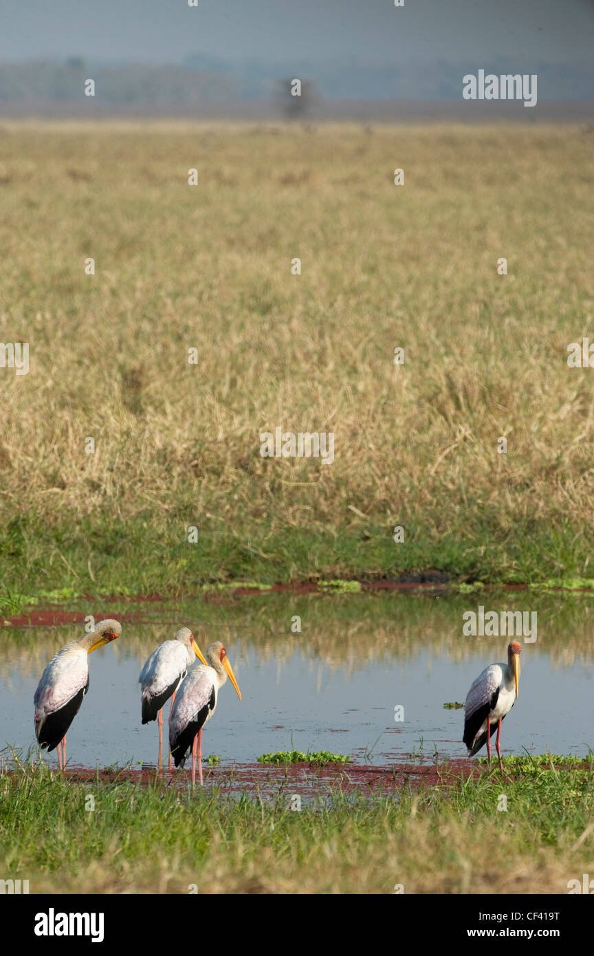 Cigognes à bec jaune Mozambiques Gorongosa National Park Banque D'Images