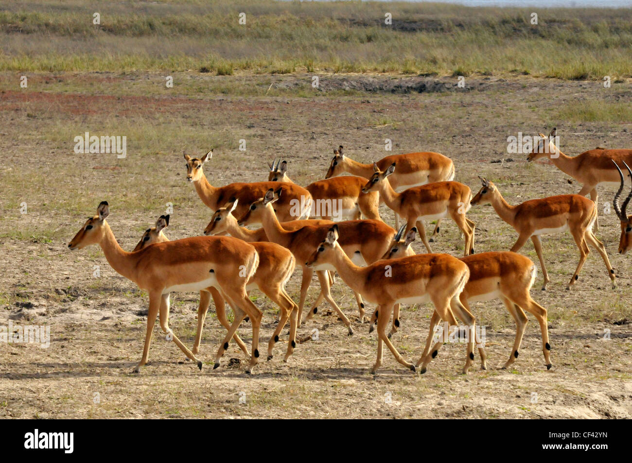 Troupeau d'impalas femelles en Afrique, Savuti, Maun, Moremi, Xakanaxa Banque D'Images