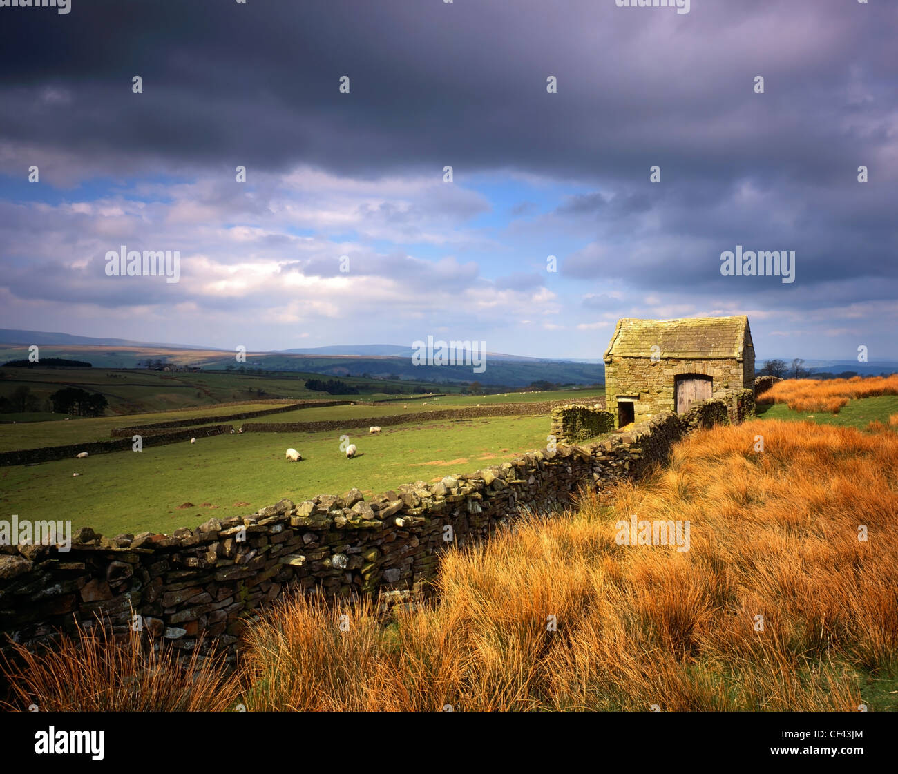 Des moutons paissant dans un champ clos par un mur en pierre sèche traditionnelle et grange dans la forêt de Bowland. Banque D'Images