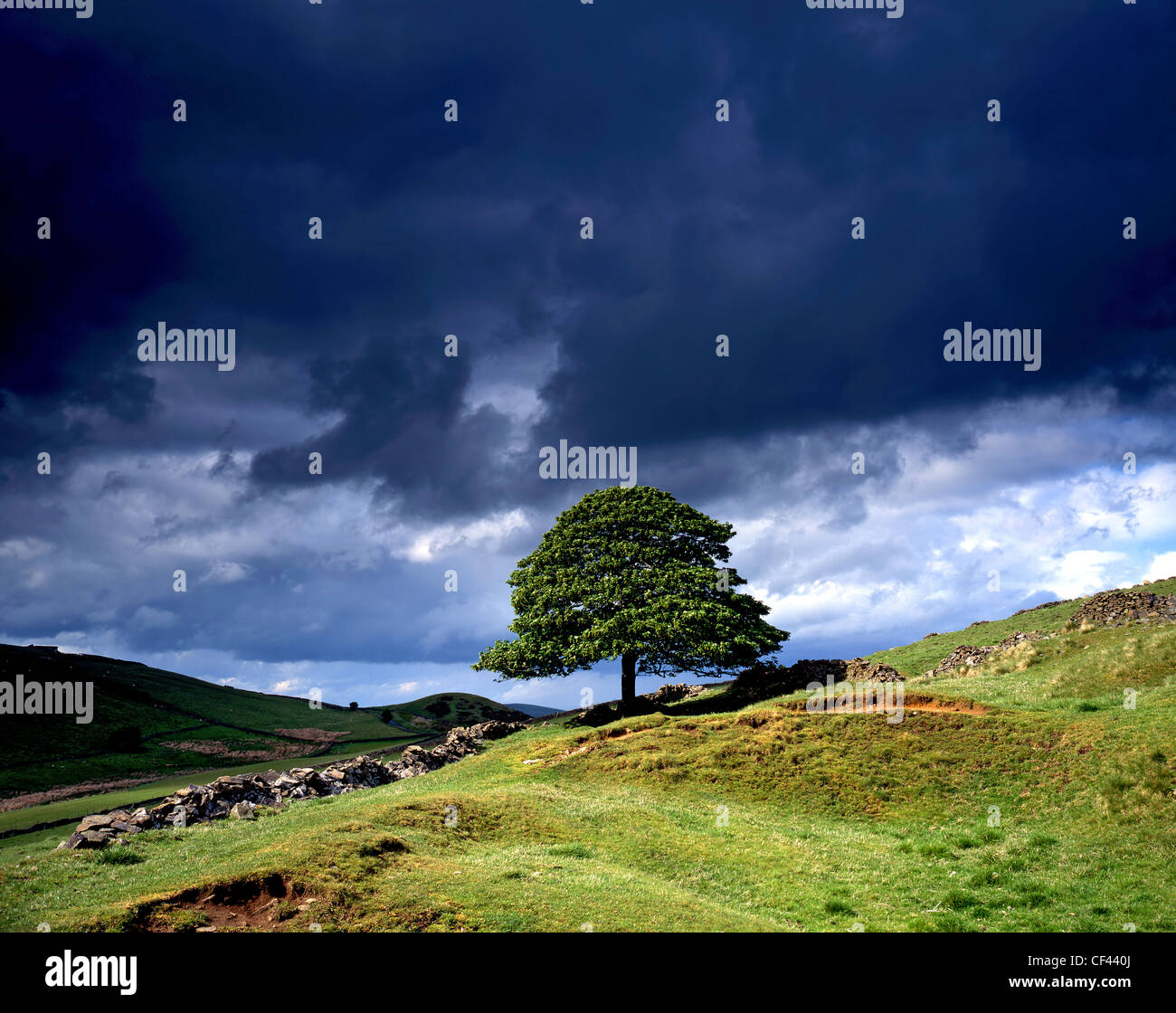 Un arbre isolé sur une colline dans la vallée de Goyt contre un noir, ciel d'orage dans le Peak District. Banque D'Images