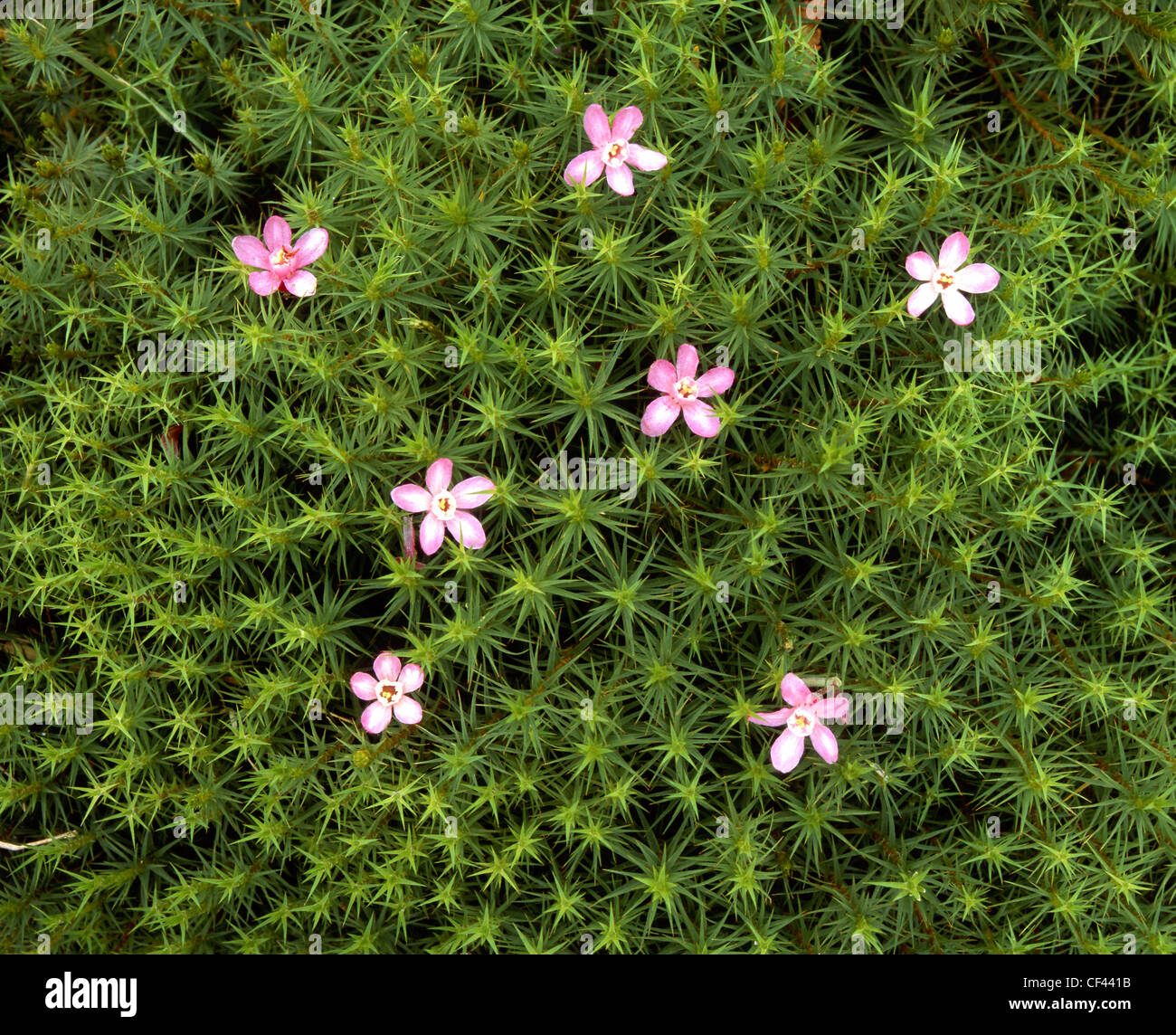 Fleurs sauvages émergent pour décorer un patch de mousse verte. Banque D'Images