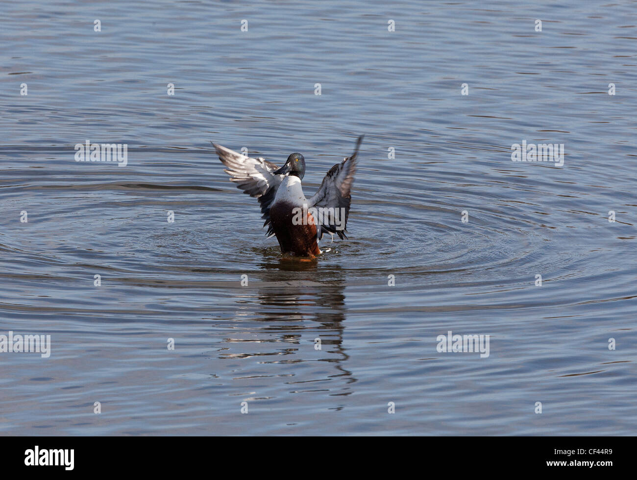 Le Canard souchet mâle en plumage d'été canard stretching après le bain Banque D'Images