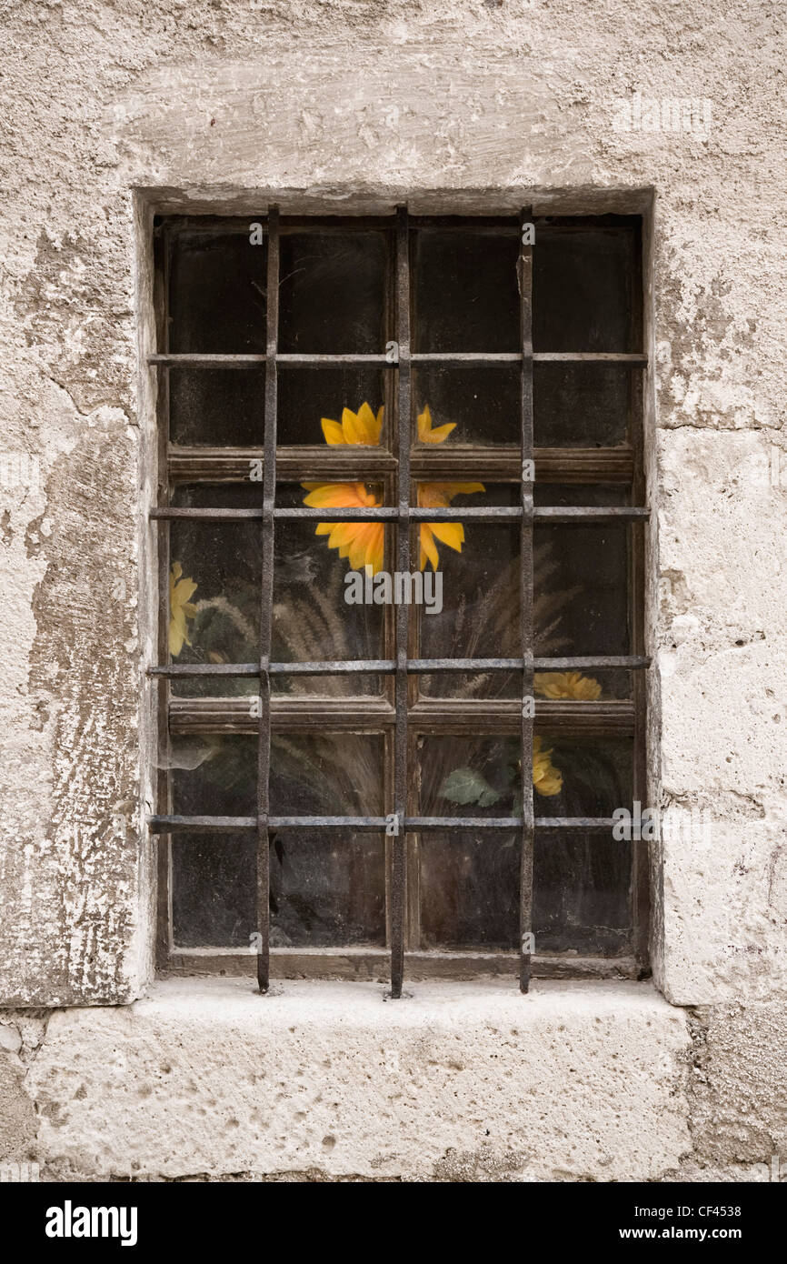 Dans la fenêtre de tournesol, Simiane la Rotonde, Provence, France Banque D'Images