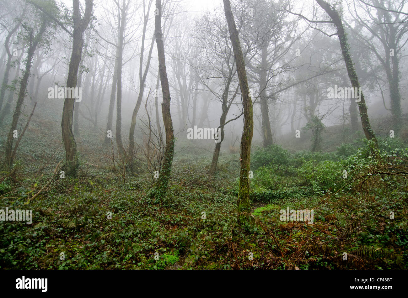 Brouillard de l’arbre Banque D'Images