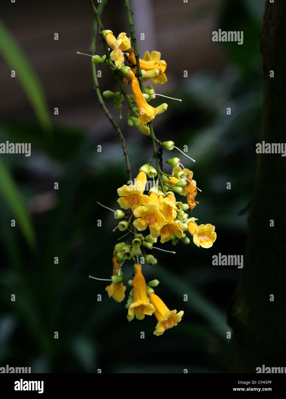 Ophiocolea floribunda, Bignoniaceae, Madagascar Banque D'Images