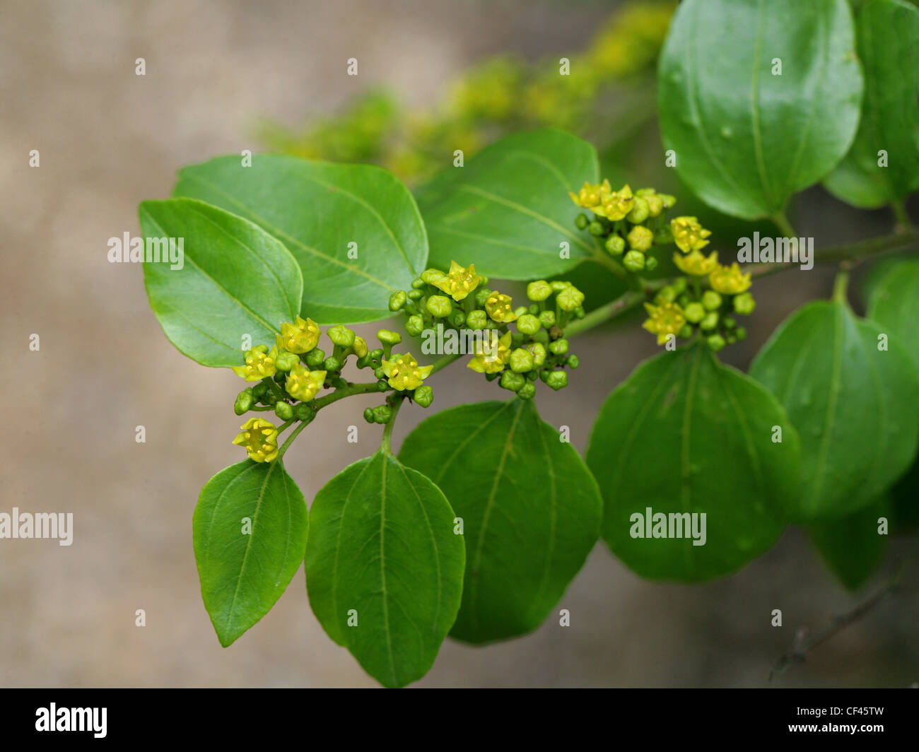 Jérusalem Thorn, Garland Thorn, épine du Christ, ou couronne d'épines, Paliurus spina-christi, Rhamnaceae. Sud-est de l'Europe, l'Asie. Banque D'Images