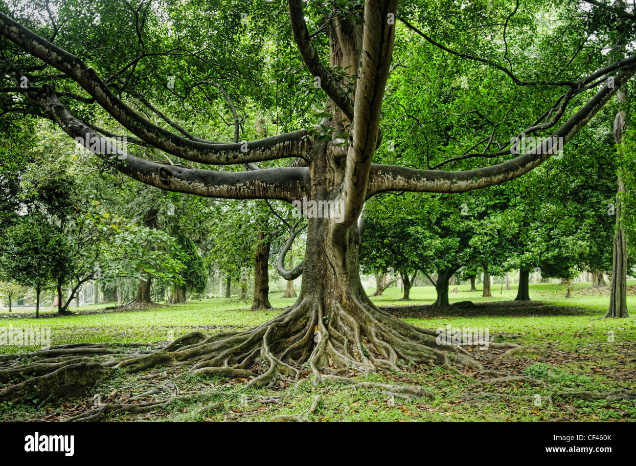 Giant figuier (Ficus religiosa) à Kandy, Sri Lanka Banque D'Images