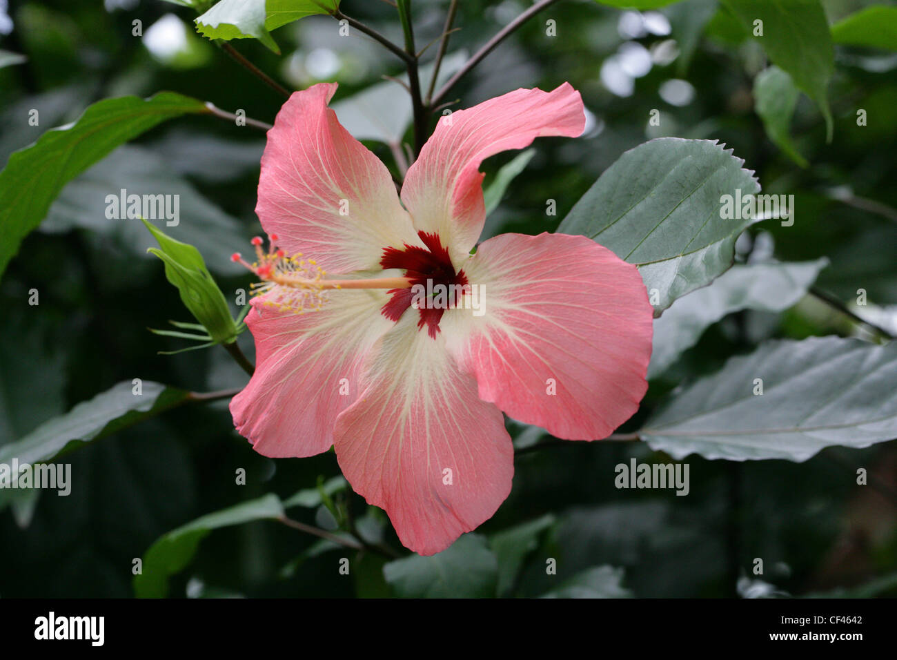 Pink Hibiscus, Hibiscus storckii (formulaire rose), Malvaceae. Les Fidji, la Mélanésie, l'océan Pacifique Sud. Banque D'Images