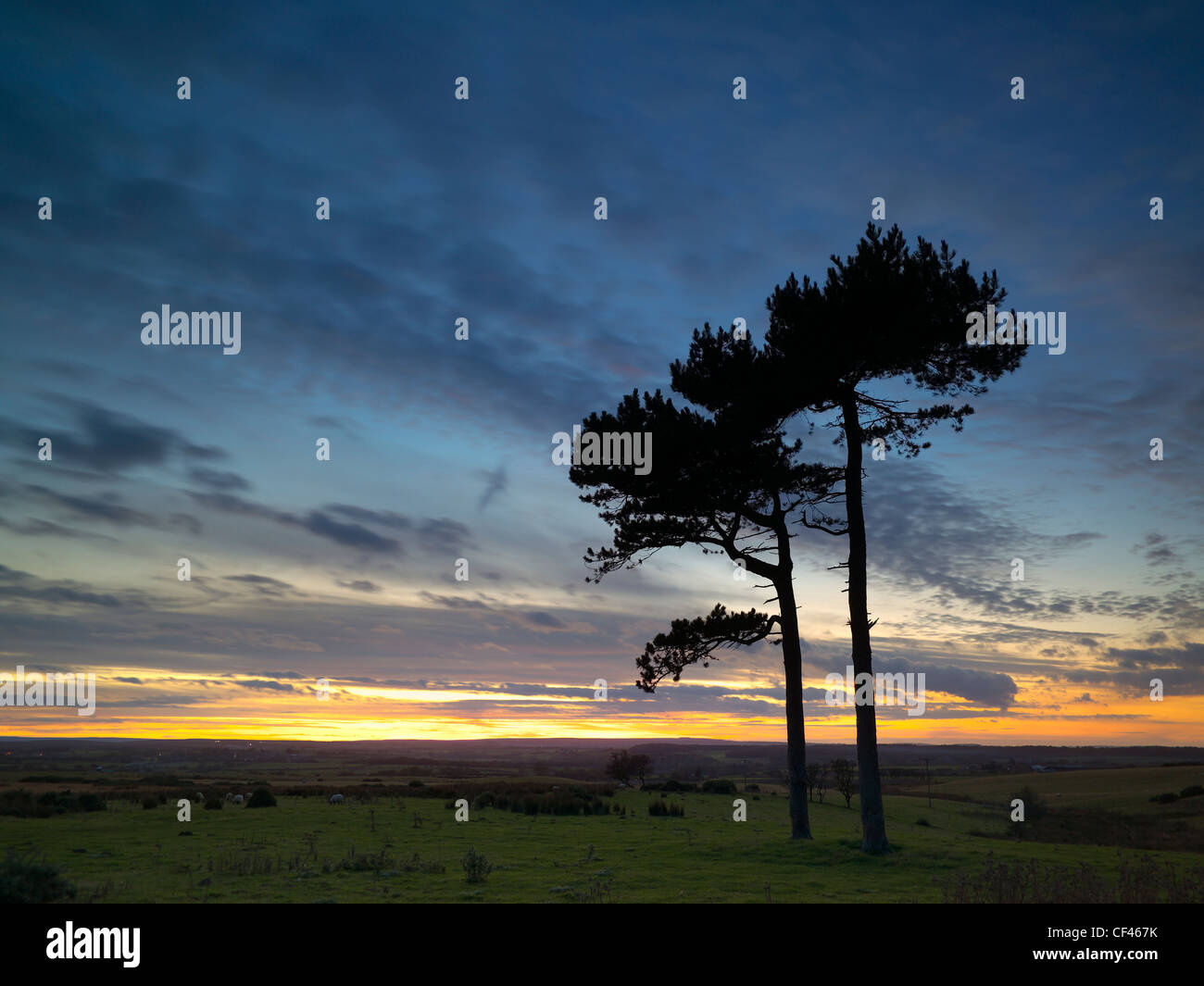 Les arbres isolés en silhouette sur le North Yorkshire Moors. Banque D'Images